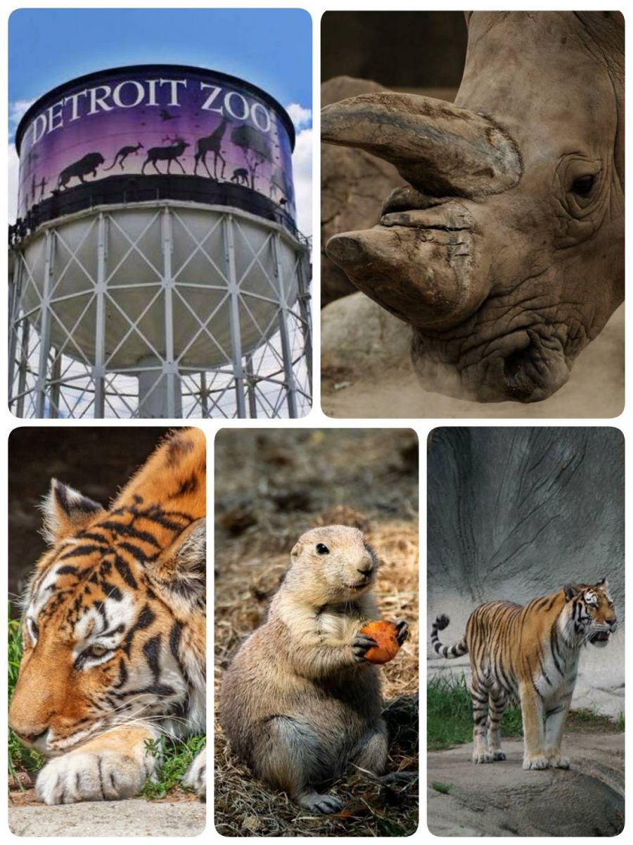 Recommended Zoo Live Camera around the world during New Normal time.