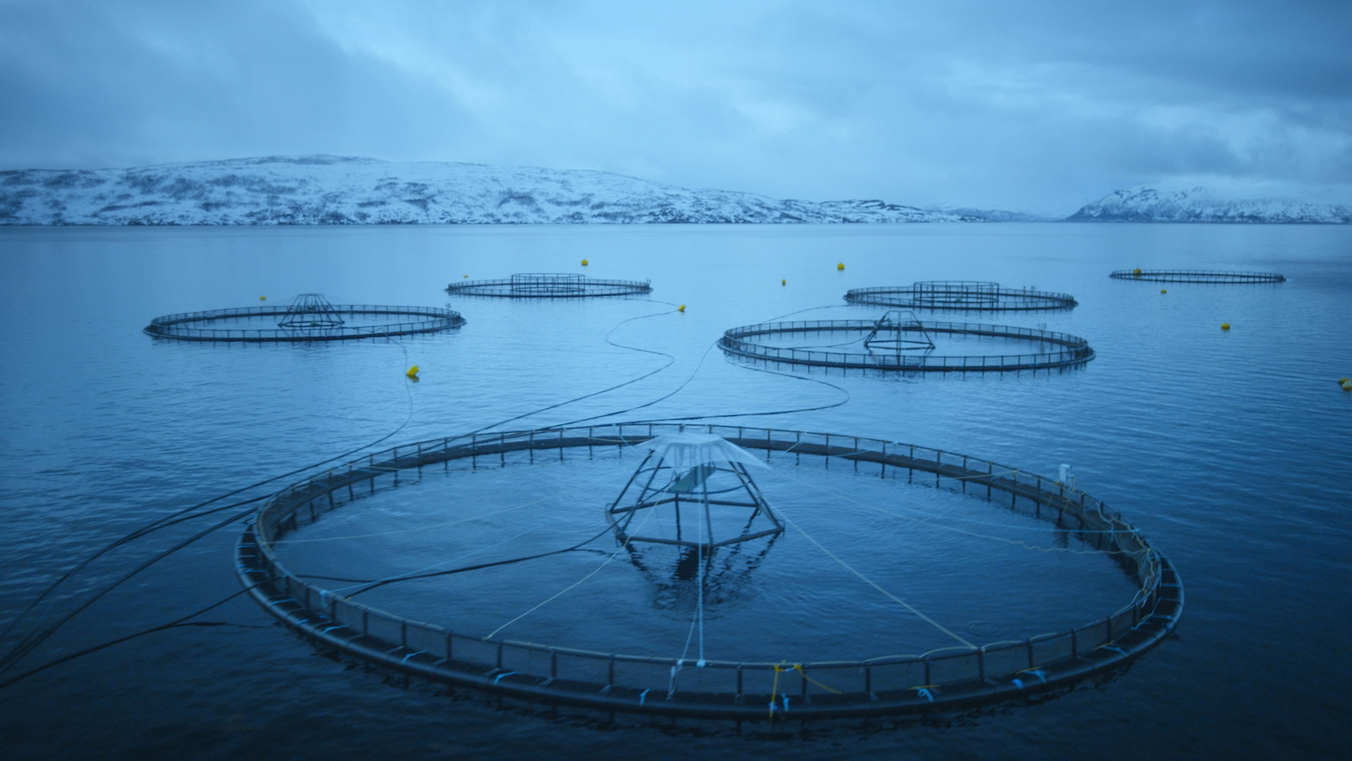Salmon Fishing and Farming in Norway for Thailand and Beyond