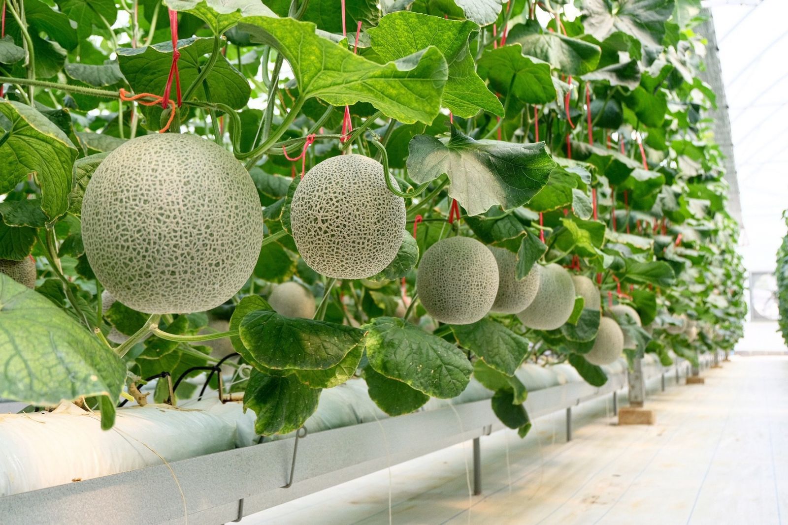 10's Point Of The Beautiful Melon Farm Which Guarantees That All 