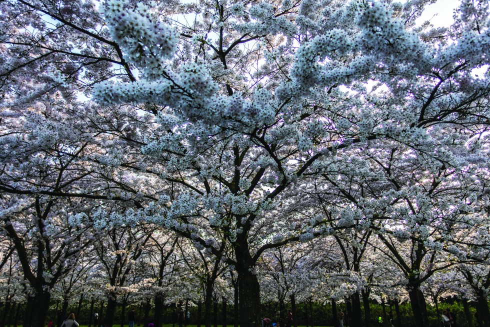 Groves of different varieties of cherry blossoms in Amsterdam