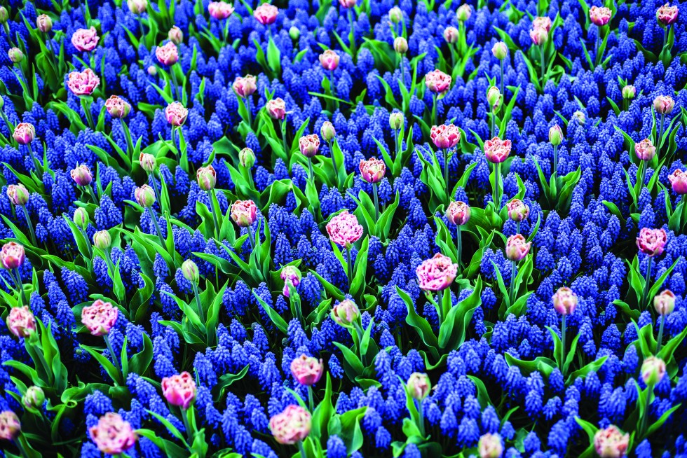 Hyacinth at Keukenhof in the Netherlands.