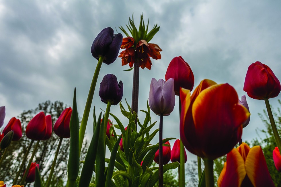 Tulip plots at Keukenhof in the Netherlands.