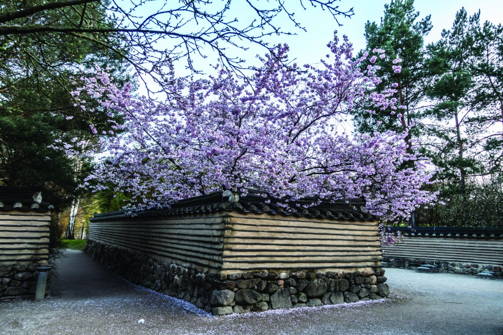 Korean garden with spring cherry blossoms.