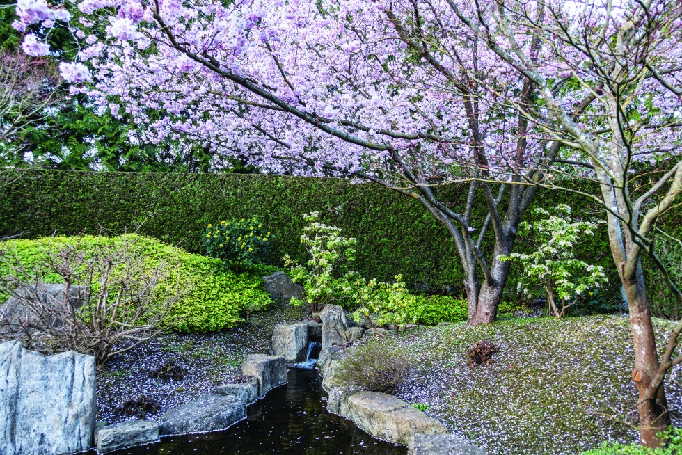 Japanese garden with spring blossoms and pebbles.