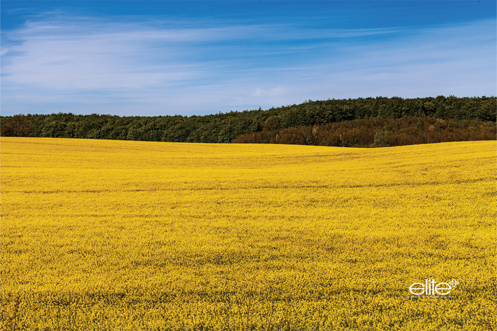 Rapeseed fields burst with yellow in the spring.