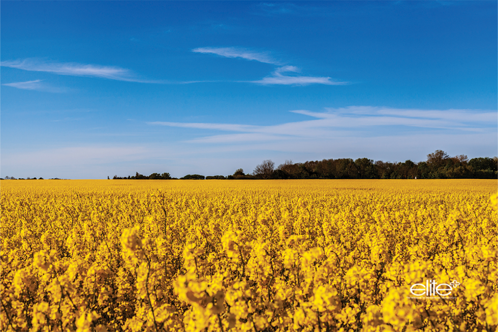 Rapeseed fields burst with yellow in the spring.